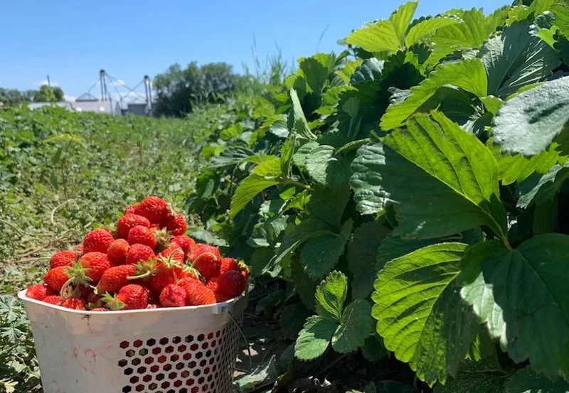 Mexico is fighting a U.S.-proposed antidumping tariff on Mexican strawberries