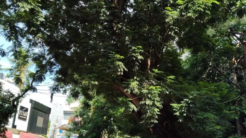 29 of 73 trees on Guntur road widening stretch can be transplanted, finds ANU study