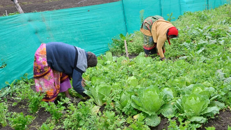 Tamil Nadu Agriculture Budget: Diploma college in Nammalvar’s name to be launched to promote organic farming