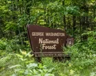 Trump administration to rescind rule protecting old growth forests