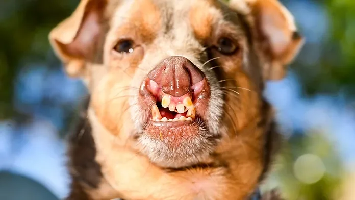 World’s Ugliest Dog contest crowns its 2026 winner