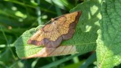 Hidden moth population found after 70 years