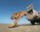 The return of the caspian tiger: how a species feared extinct has come back to Kazakhstan