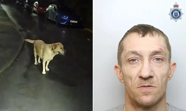 Criminal's tail-wagging Labrador leads police to his hiding spot after he abandoned pooch while fleeing officers