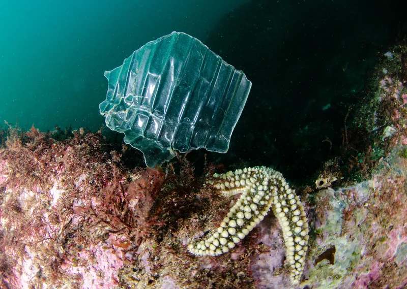 Welcome to the plastisphere, the realm of plastic microbes: ‘It’s a new ecosystem on the planet’