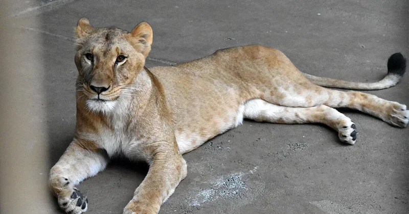 3 lions die at zoo as Japan bakes in "cruelly hot" summer