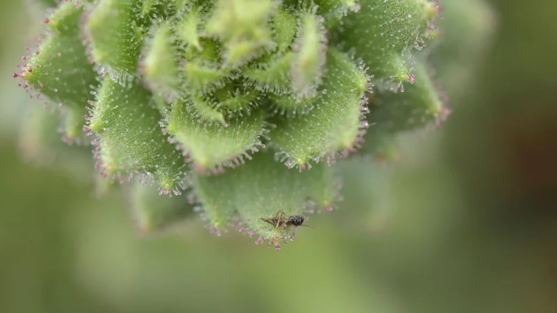 'Darwin’s hypothesis provided an important inspiration': Scientists bolster 150-year-old Darwinian theory with a carnivorous plant in China