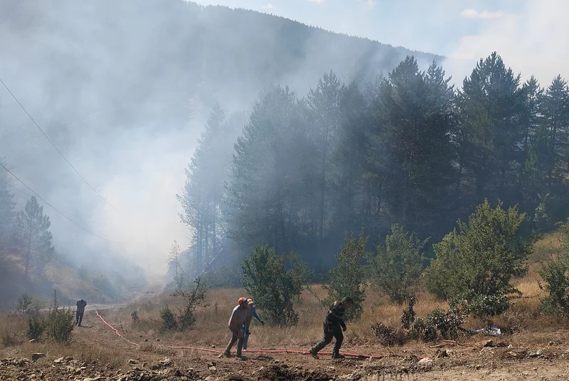 Türkiye steps up probes into forest fires as 43 suspects identified
