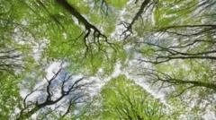 Forest funding boost as two million trees planted