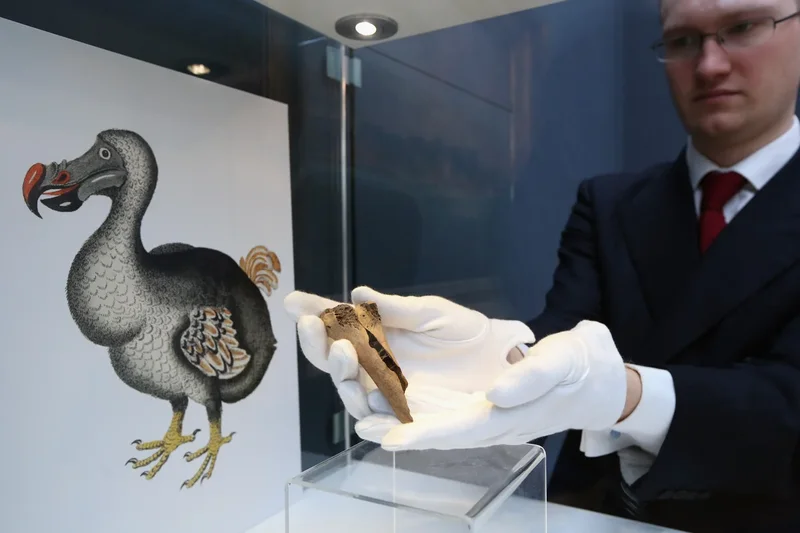 Dodo was actually smart – but trust in humans led to its downfall