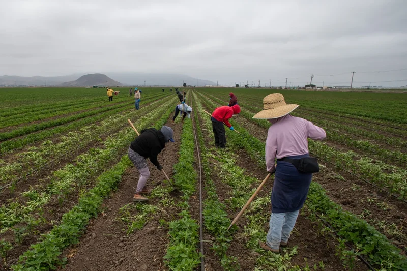 America’s jalapeño salmonella outbreak isn’t over