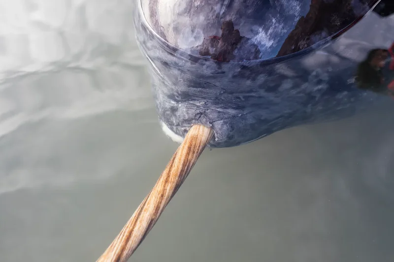 What makes a narwhal’s tusk so special? Scientists are close to unraveling the mystery