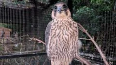 Injured peregrine reunion 'brought tears to eyes'