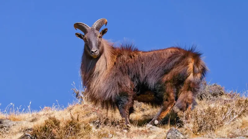 New Zealand's Himalayan tahr grew from five survivors to tens of thousands