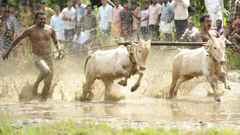No roar on the muddy track as Maramadi, Kerala’s bull surfing contest, misses another year