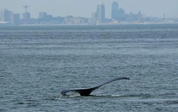 Whales spark joy in New York but face threats from boat traffic