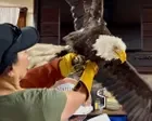 ‘Awed by nature’: fans mourn California’s beloved Jackie the bald eagle, whose legacy soars on