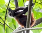 Two US men charged for allegedly using snakes, a lemur and a monkey for exotic photoshoots