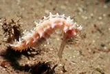 A Marine Biologist Once Missed This Seahorse, and Now It Bears Her Name