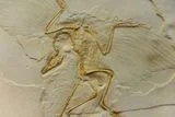 150 Million-Year-Old <em>Archaeopteryx</em> Likely Took Flight the Same Way Crows Do Today&nbsp;