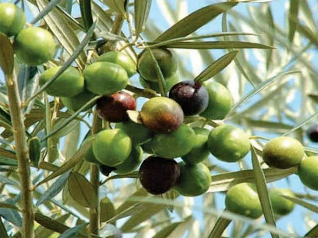 Billions in olive oil exports at risk