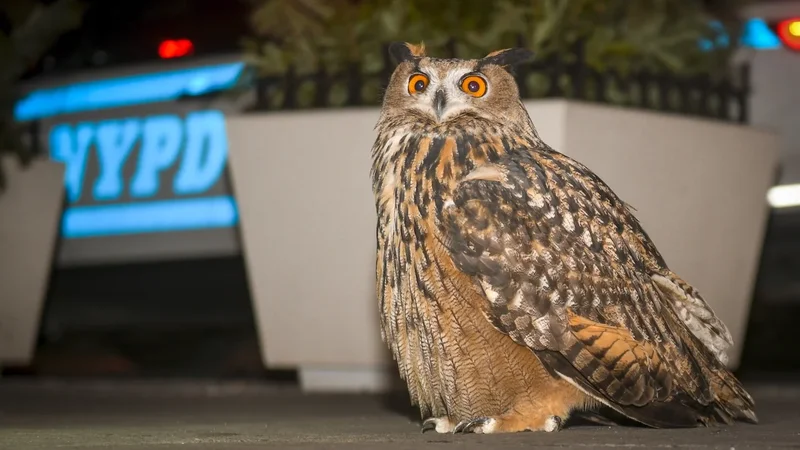 What was best for Flaco the owl? Wild Inside documentary asks tough questions