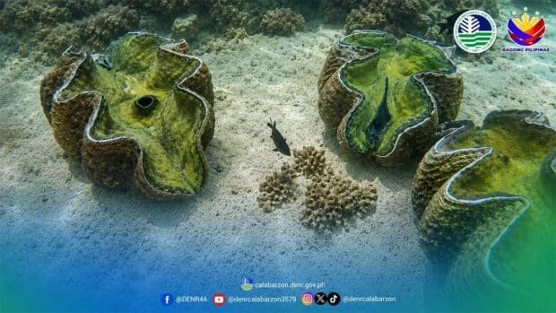 Giant clams survive, thrive in Batangas marine sanctuaries