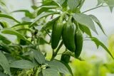 Salmonella Outbreak Traced to Jalape&ntilde;os Sickens 345 People Across 27 States