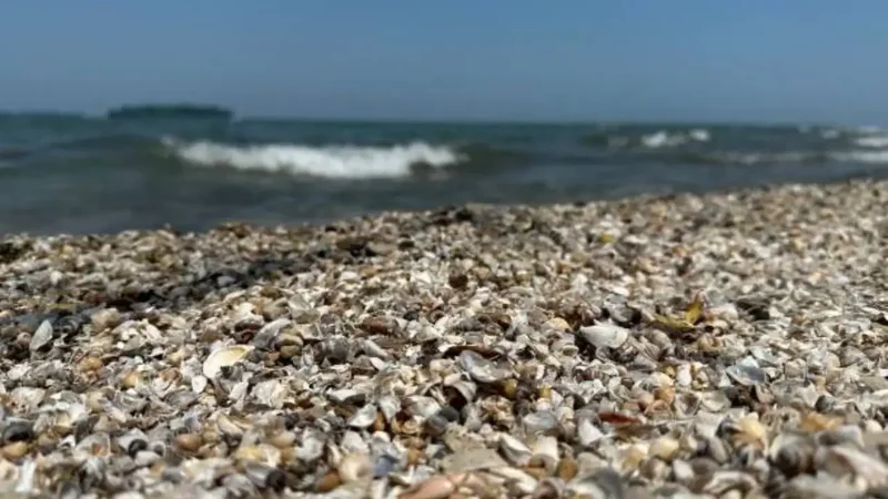 Spain’s zebra mussels reach 40,000 per sq metre, damaging pipes and structures