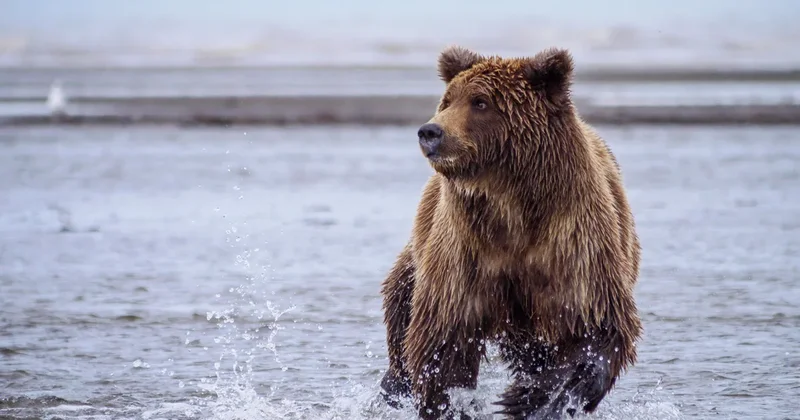 Woman fights off bear with spray after being attacked on trail in Alaska