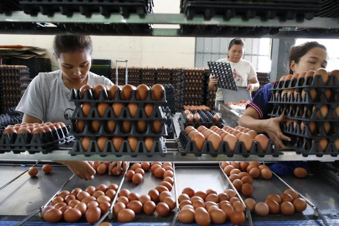 Egg prices hit 2-year high as farm costs rise
