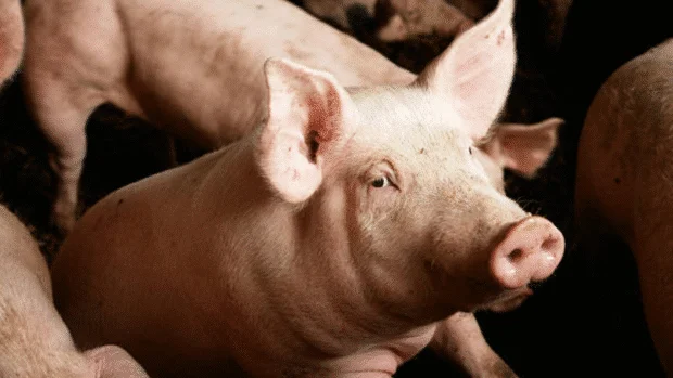 Free from ASF: 16 Cebu Province LGUs cleared to ship, sell hogs