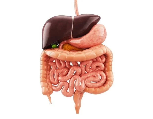 Piezo ion channels: Key regulators of digestive health and disease