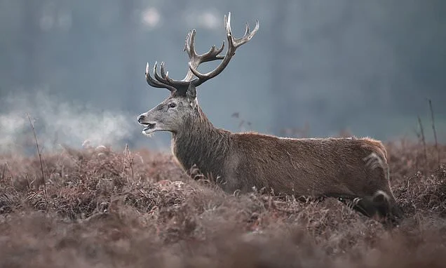 Stag is shot dead in Richmond Park after injuring man in his 60s who was on a picnic when it went 'looking for food'
