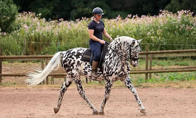 Meet Milo - the blind horse that's competing in shows thanks to 'braille-like' training