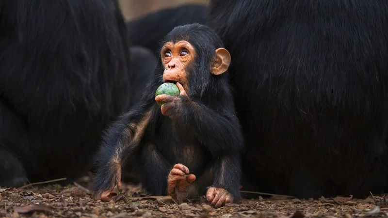 Sugar may have been a key ingredient in human evolution