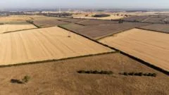 Further drought could cause shortage of certain foods, head of farmers' union says