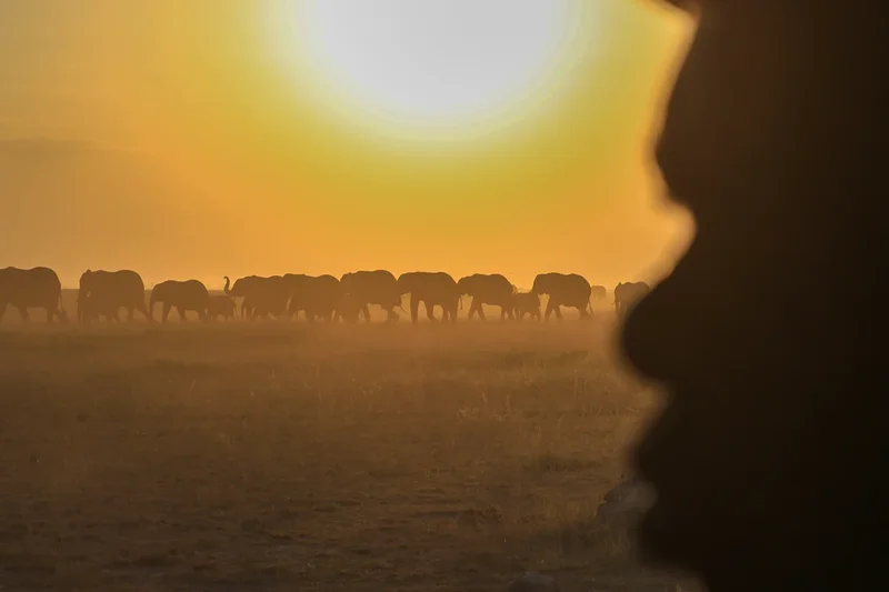 Mystery as fifteen elephants drop dead after eating tomatoes from nearby farms