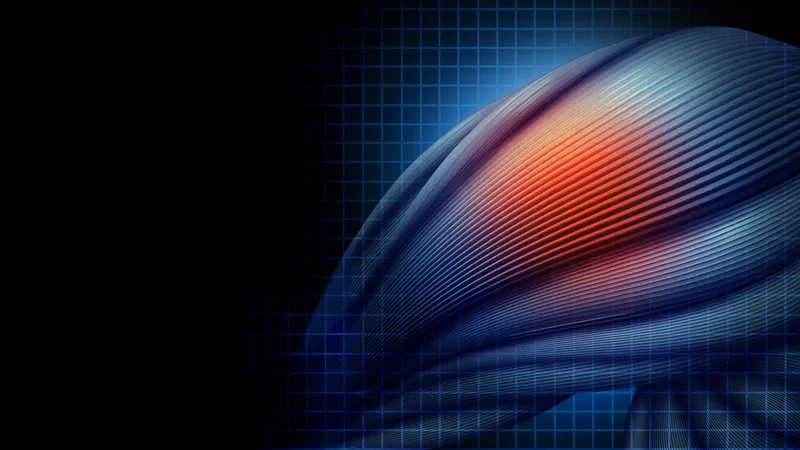 Without this protein, damaged muscle turns to fat and scar tissue