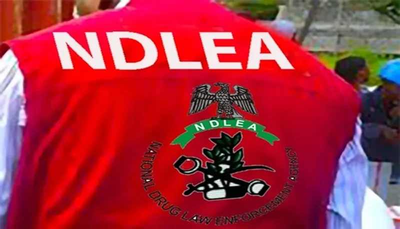 NDLEA, army seize 604.5kg cannabis, hunt suspected drug kingpin