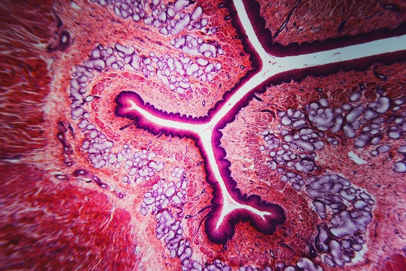 Deep-learning tissue clocks reveal how organs age and leave disease-linked signals in blood