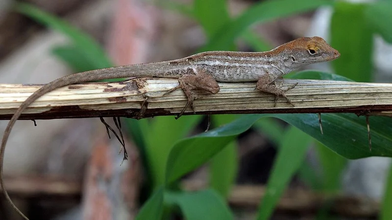 Hold tight! How two hurricanes forced a lizard to change its grip