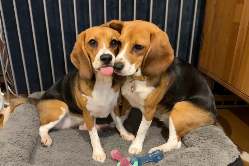 The gene-edited dogs giving hope to people with pet allergies