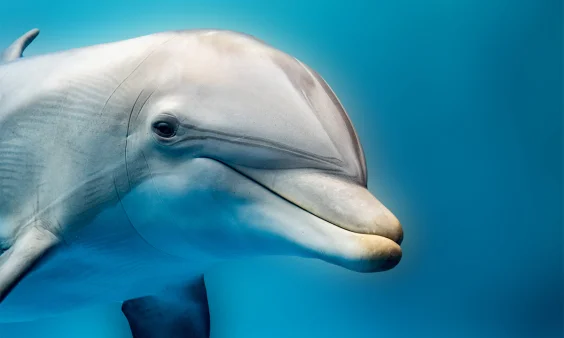 Dolphins Eavesdrop on Their Prey—and Each Other