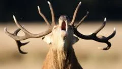 Why is feeding deer in the Royal Parks dangerous?