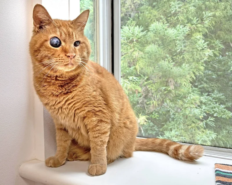 Shigure may look a bit unusual, but he’s a very special cat
