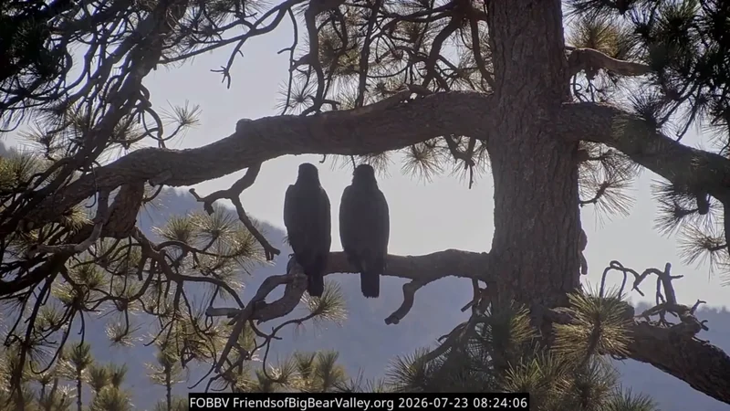 Bald eaglets Sandy and Luna leave Big Bear Valley, Shadow gets a little vacation