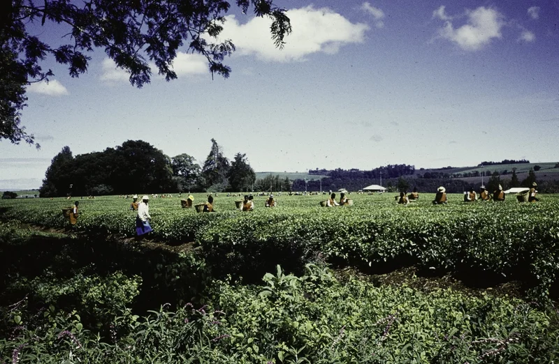 The ILO Warns El Niño Could Squeeze Jobs Across Latin America