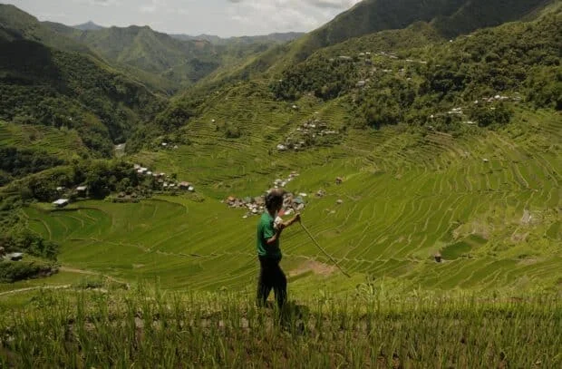 Development master plan eyed for Ifugao Rice Terraces