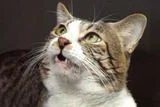 A Cat&rsquo;s Strange Grimace May Help Solve a Century-Old Kidney Mystery